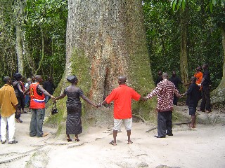 Tree Circle